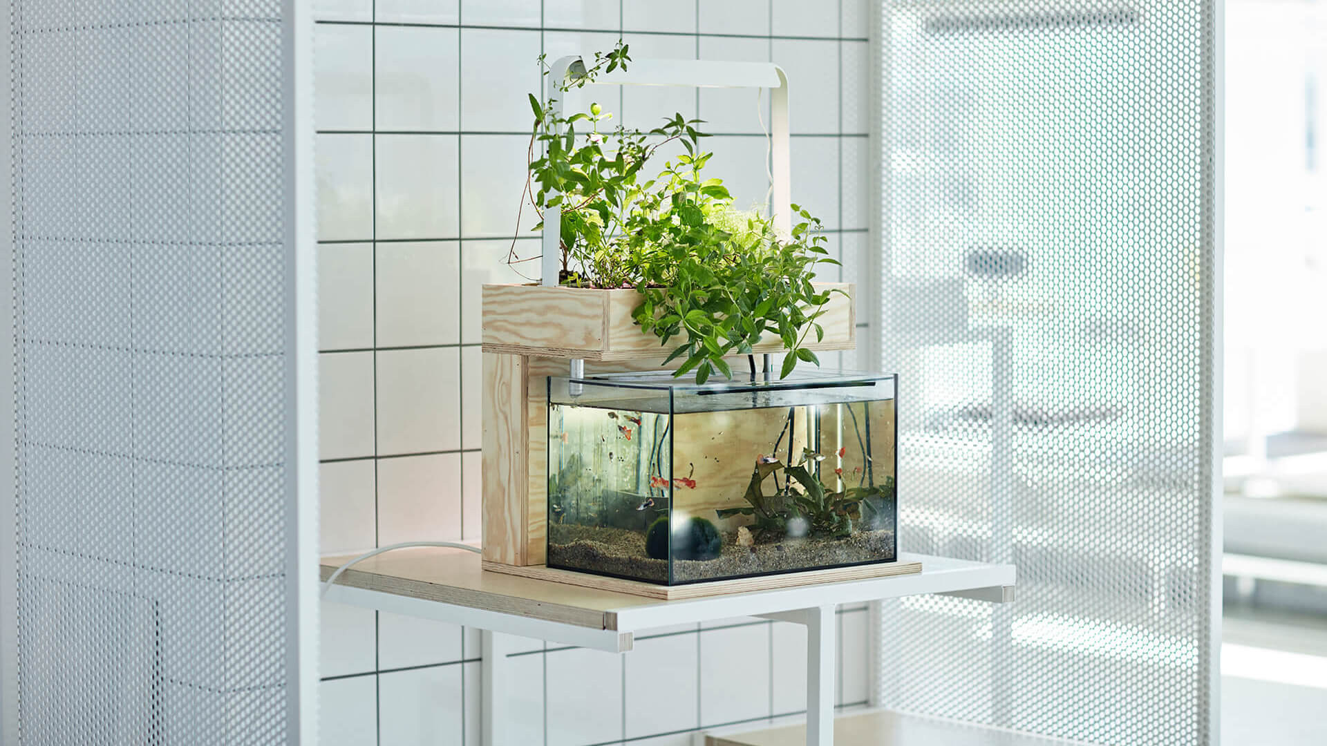 Microecosistemi Decorativi e Funzionali