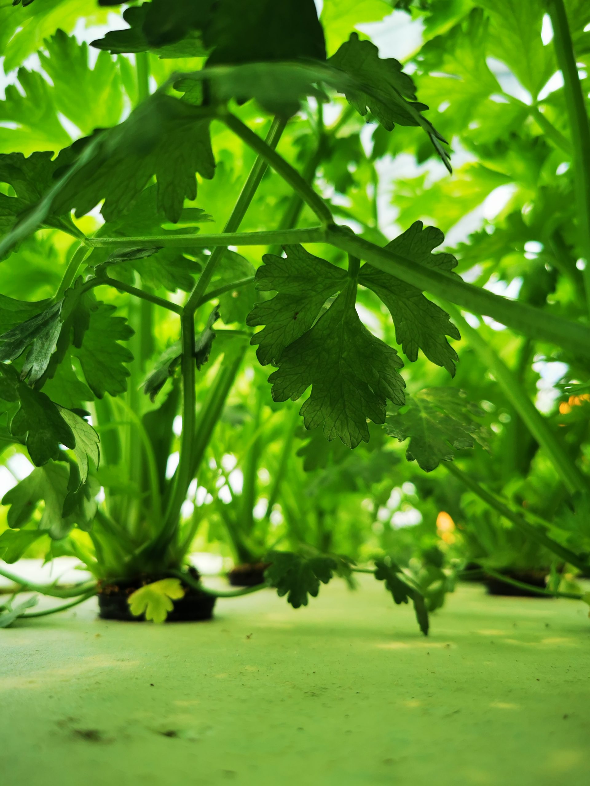 Coltivazione Domestica con Controllo Totale